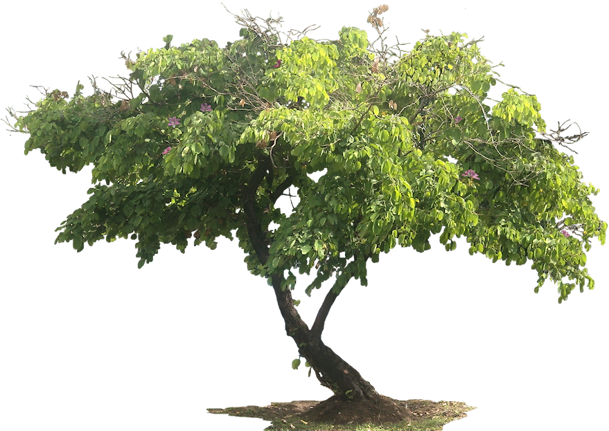 All Png Tree (879x623)