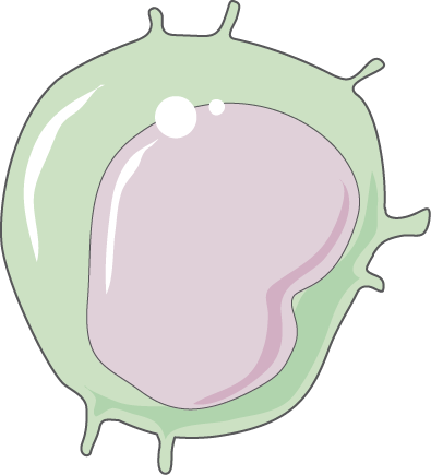 Monocyte - Monocyte (395x435)