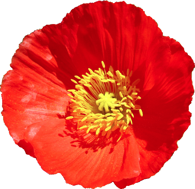 Transparent - Poppy Transparent (632x613)