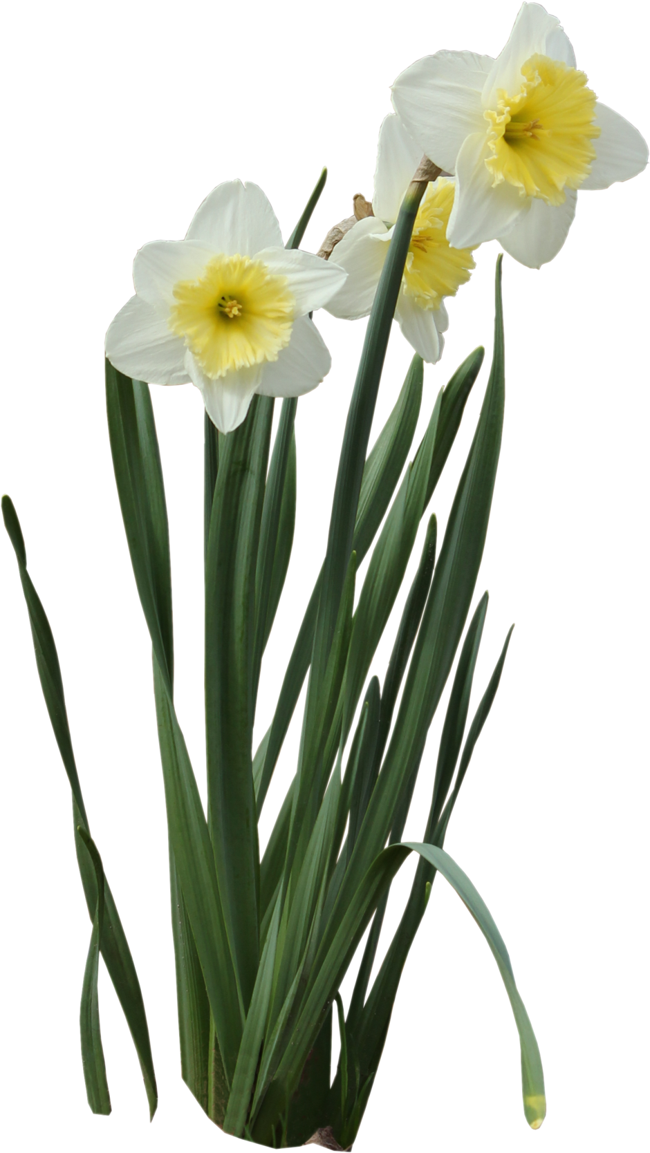 Daffodils - Portable Network Graphics (1024x1726)