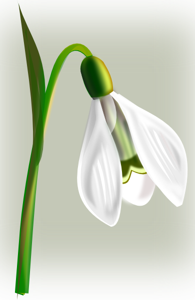 Snowdrop Clipart (390x598)