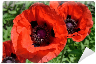Large Poppies (400x400)