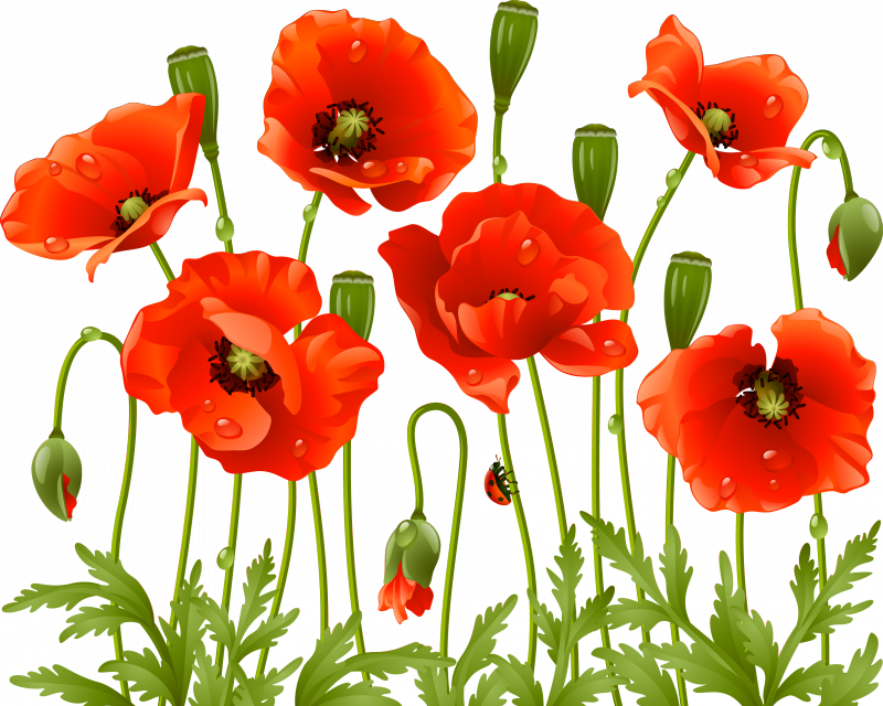 Digital - Poppy Png (800x640)