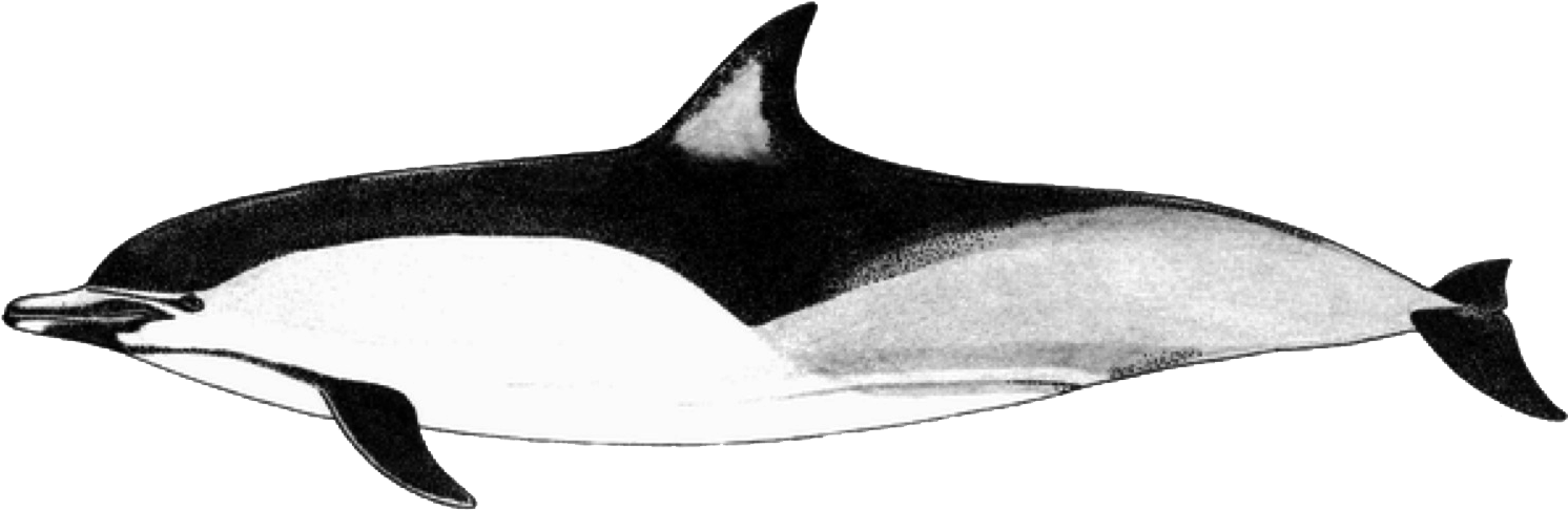 Oceanviewer - Short-beaked Common Dolphin (1504x497)