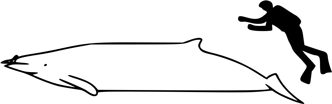 Whale Size (1200x457)