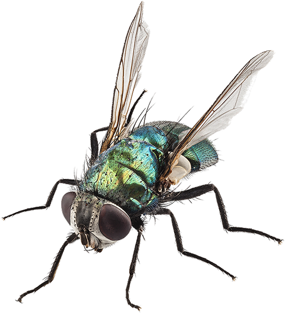 Fly (781x675)