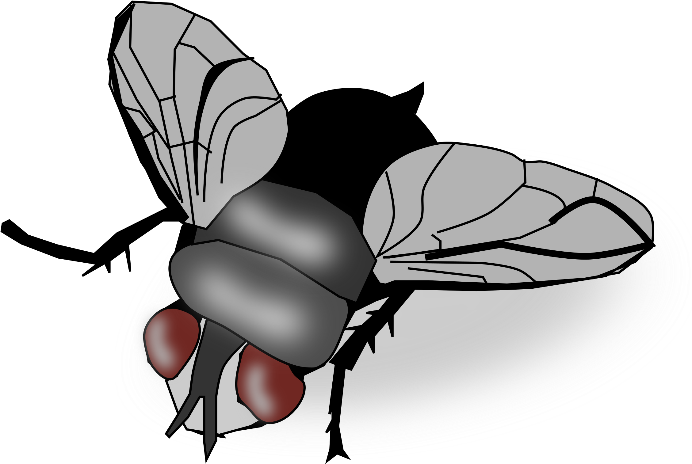 Fly - Fly Clipart (2400x1605)