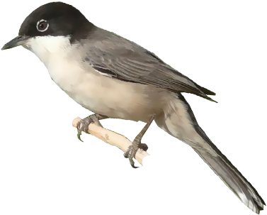 Arabian Warbler - Eastern Kingbird (400x400)