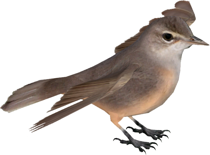 Basra Reed Warbler - Zoo (678x678)