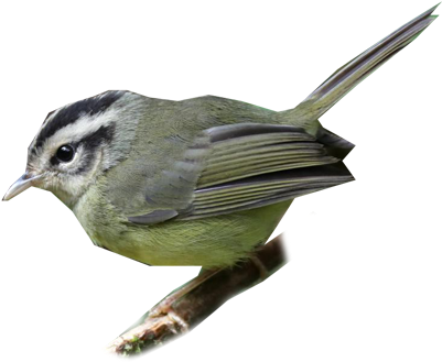 Three-striped Warbler - White Breasted Nuthatch (400x400)