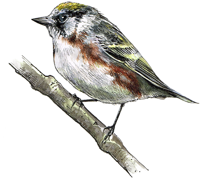 Chesnutsidedwarbler - Chesnutsidedwarbler (1000x1002)