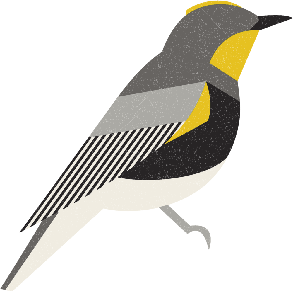 Yellowrumpedwarbler - Portable Network Graphics (1000x1012)