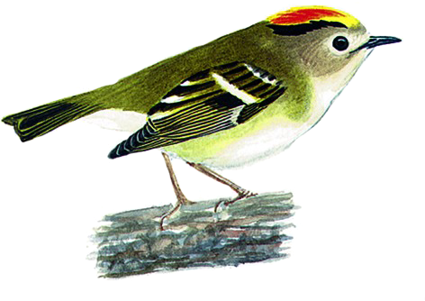 Goldcrest (472x334)