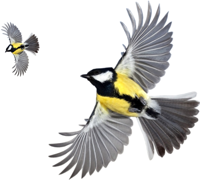 Transformation - Magnolia Warbler (1280x416)