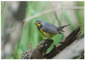American Redstart (400x400)