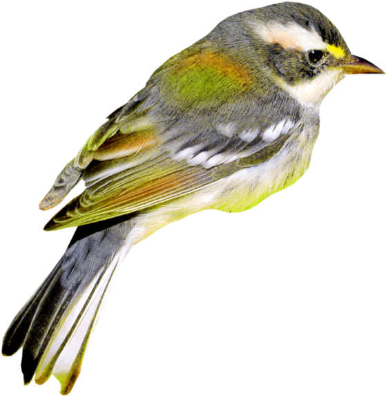 Oiseaux Sur Fond Blanc (600x603)