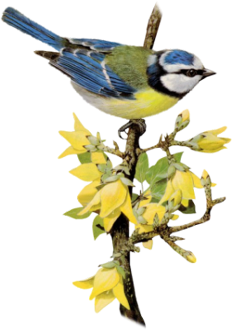 右键下载 - Chickadee (700x700)