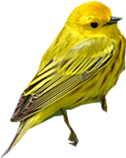 새 종류 - Scarlet Tanager (500x400)