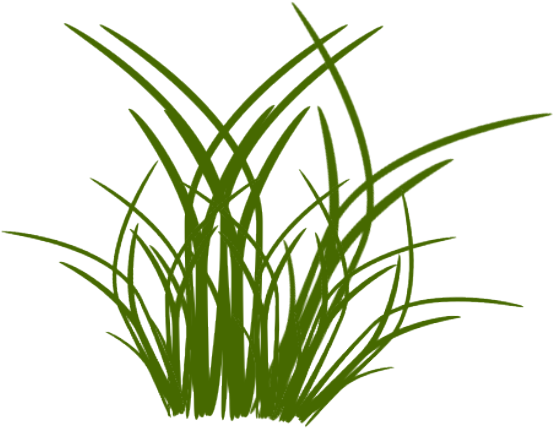 Herbe - Brin D Herbe Dessin (553x479)