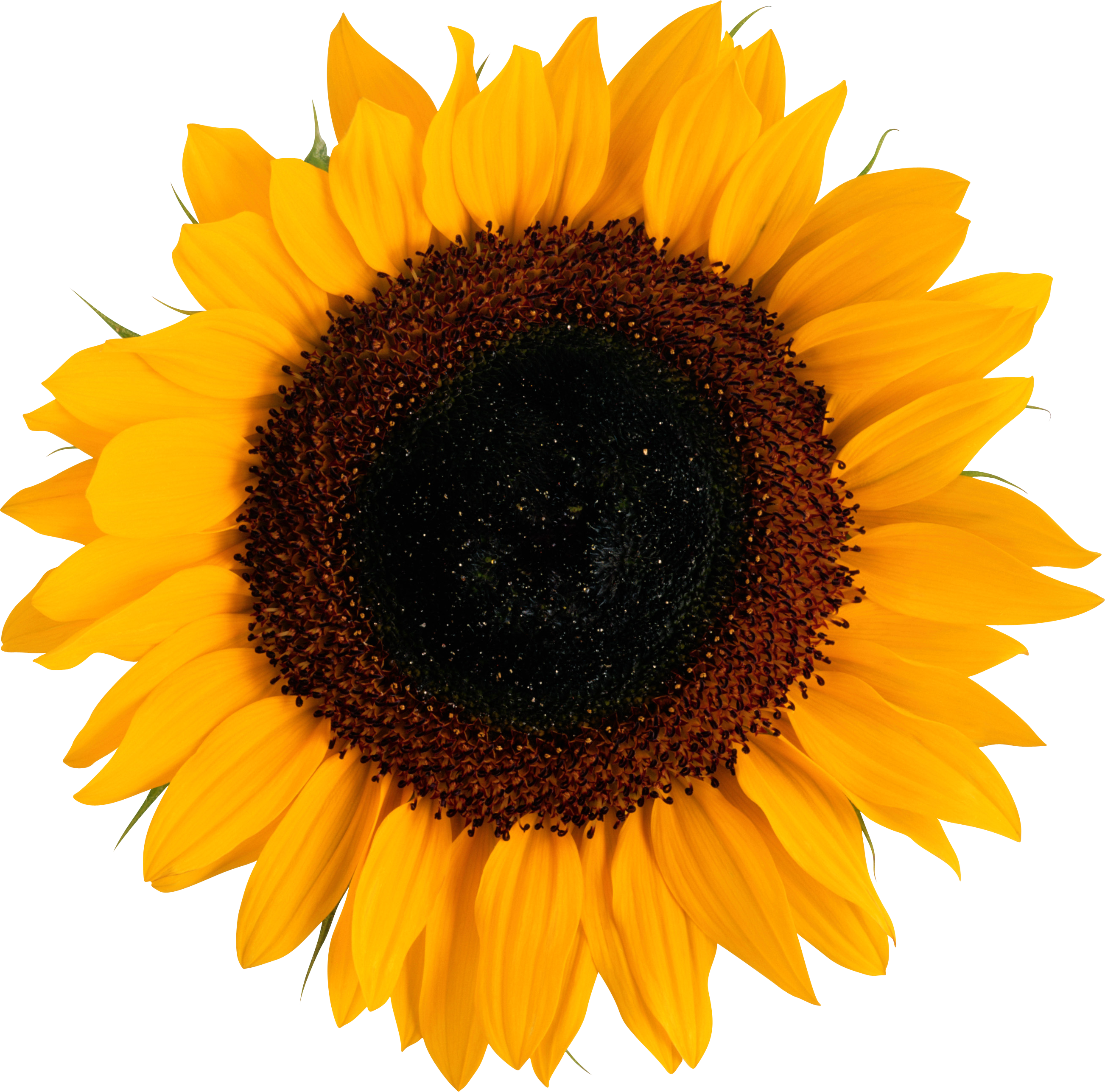Transparent Background Sunflower Png (2605x2574)