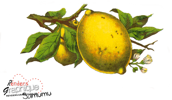Fruit (600x350)