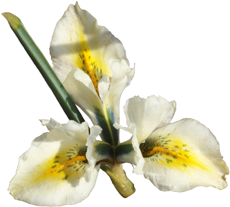 Original - Peruvian Lily (480x360)