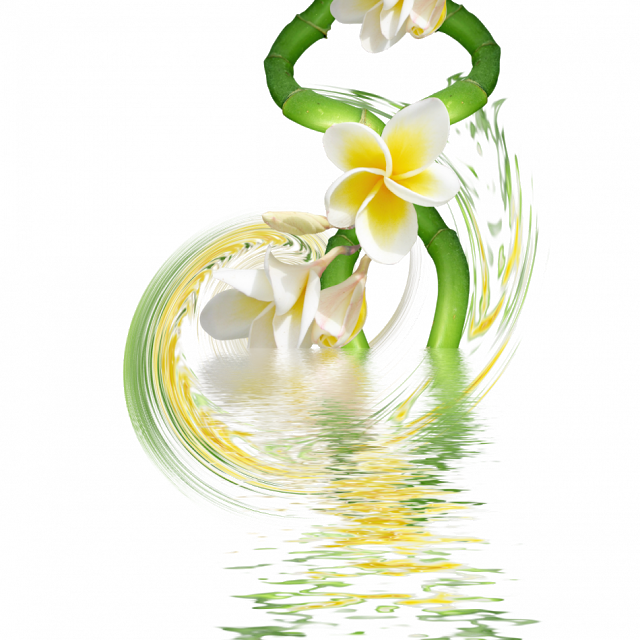 White Orchids - Painting (640x640)