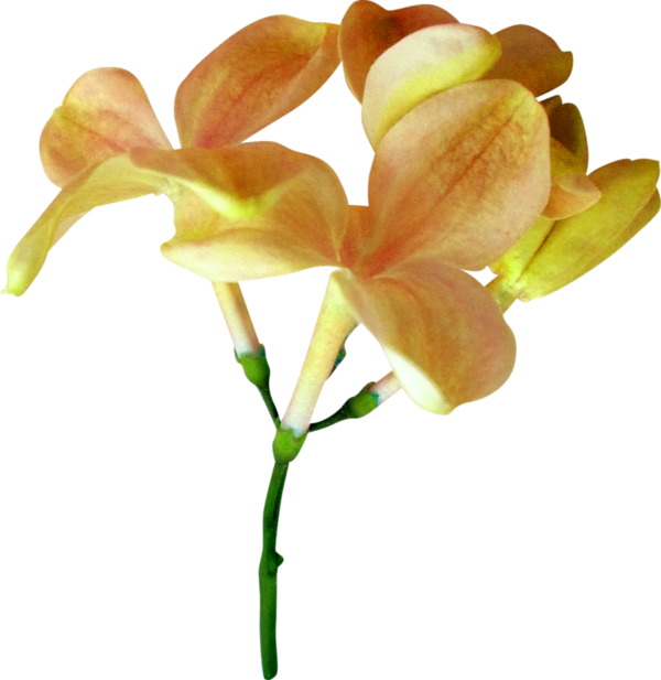 Flower (600x617)