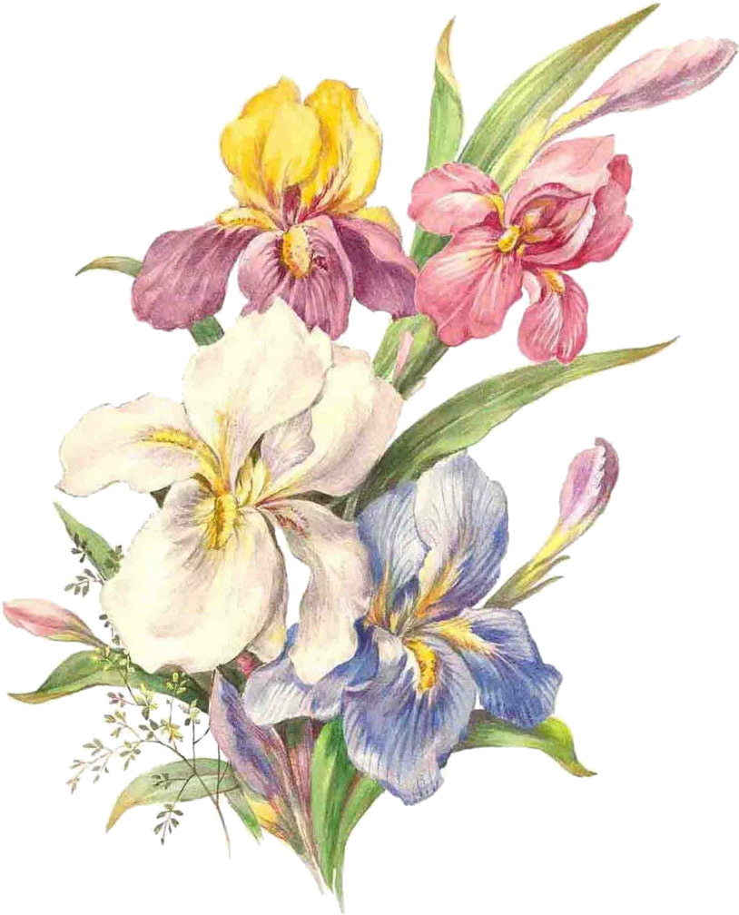91 - ) - Iris Bone China Mug (854x1024)