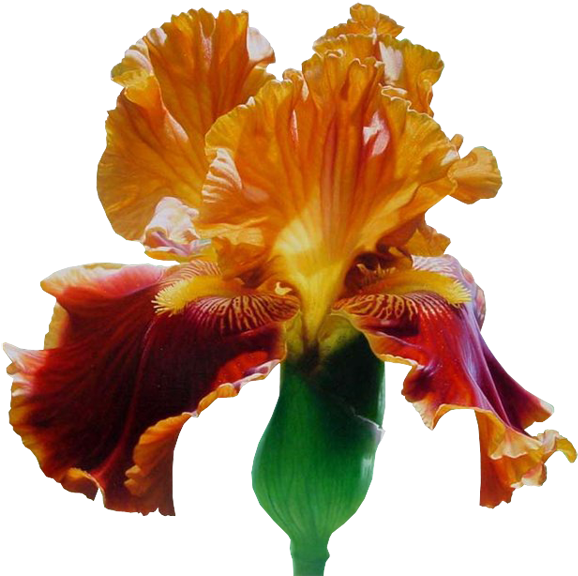 Iris - Art (600x578)