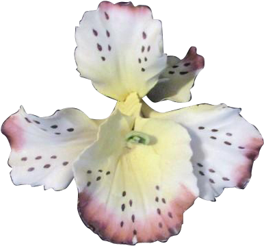Peruvian Lily (385x385)