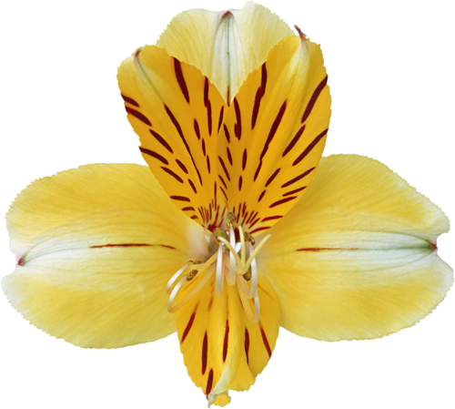 Orchid - Hmilydyk Fashion Unique 925 Sterling Silver Plating (500x449)