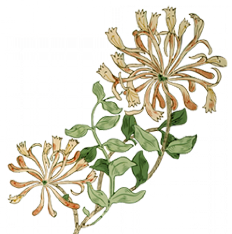 Honeysuckle - May Morris, 1862-1938 [book] (770x777)