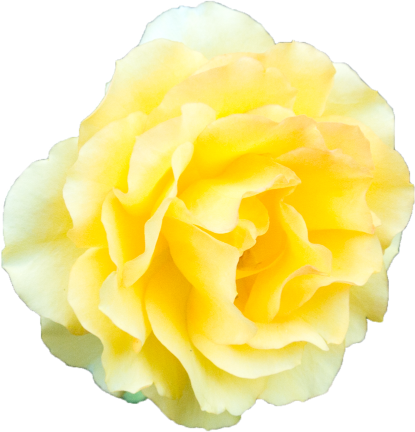 Image - Yellow Rose Transparent Background (894x894)