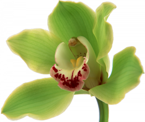 Single Flower Wallpaper For Pc Full Hd (500x421)