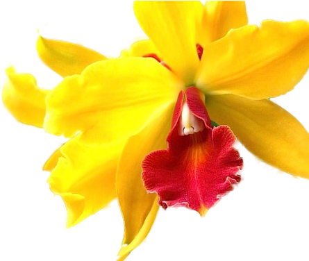 Orchids - Yellow (500x375)