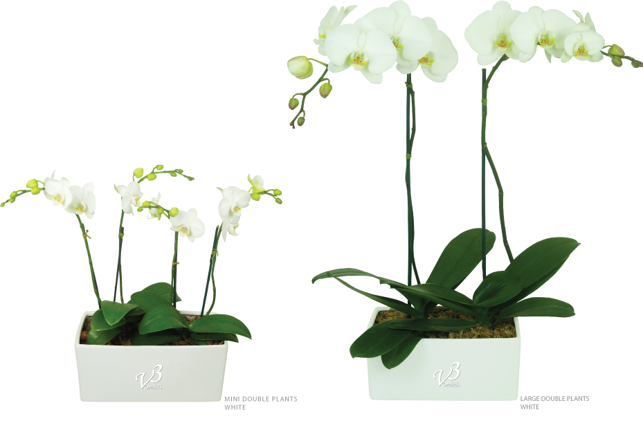 Houseplant (929x634)
