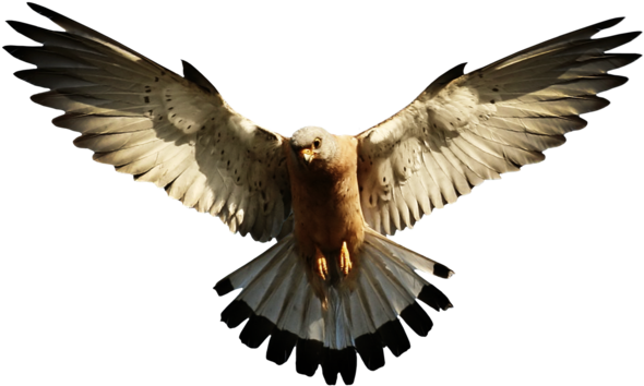Flying Eagle Png High-quality Image - Eagle Png (800x543)
