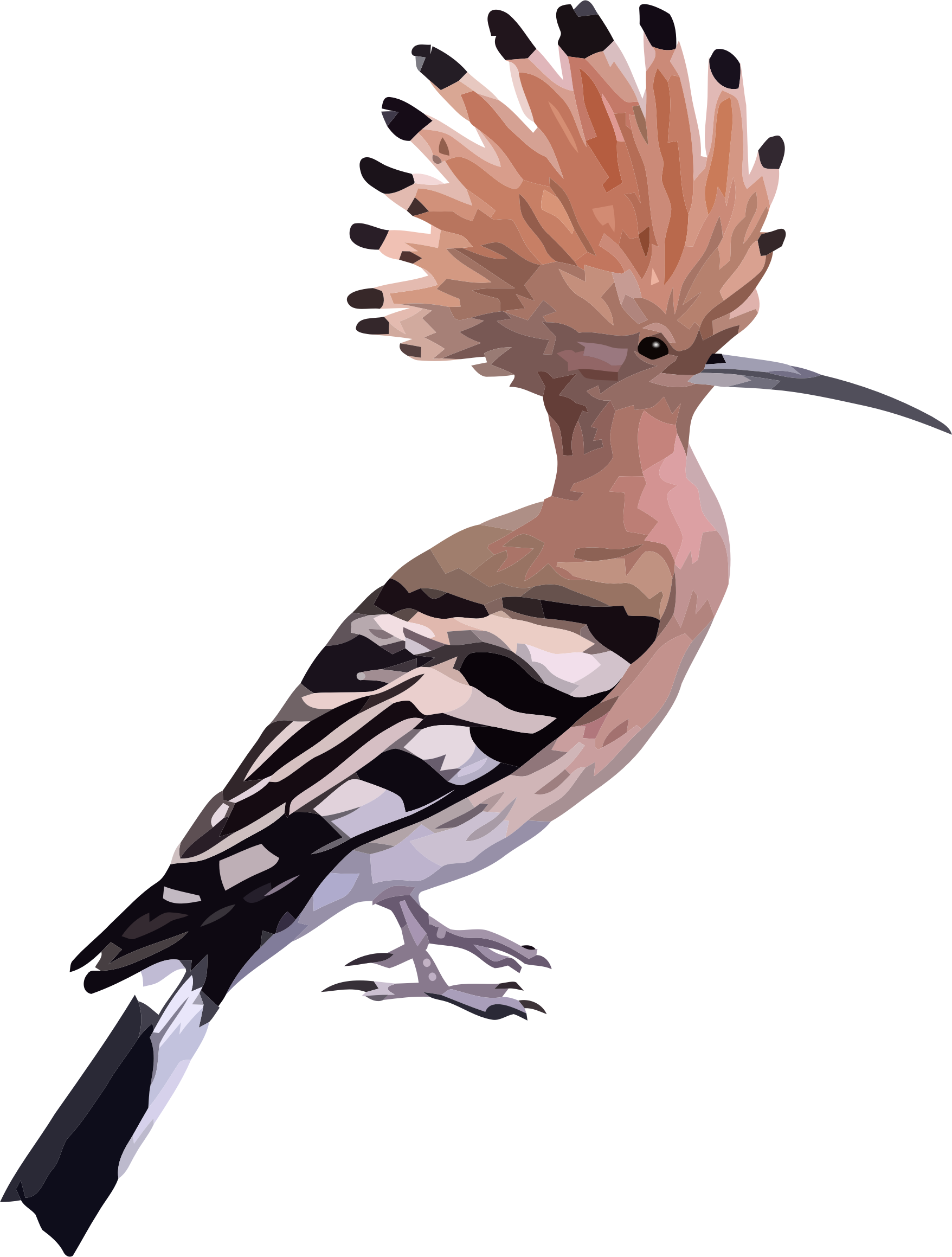 High Resolution Wallpaper - Birds With Long Feathers (1756x2318)
