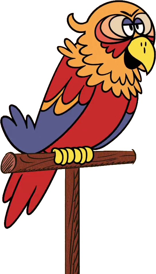 Sergio - Macaw (960x960)
