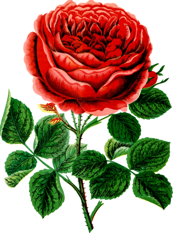Medium Image - Canadian Horticulturalist 1889 John Hopper Rose Poster (596x800)