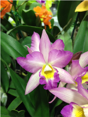 Charlie - Laelia (600x400)
