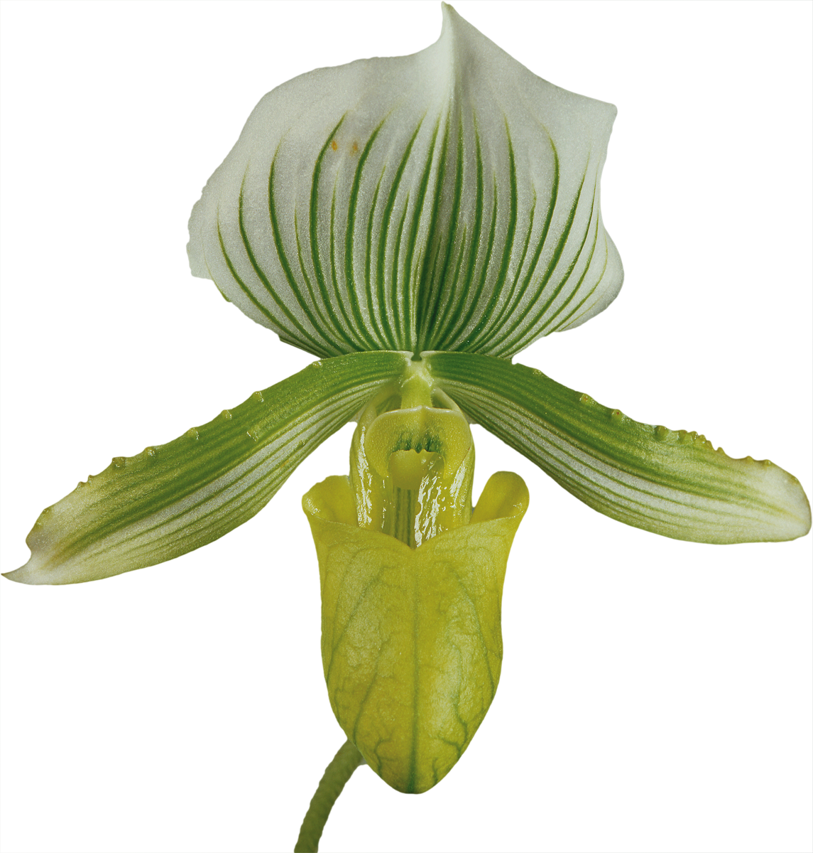 Download - Slipper Orchids (1145x1200)