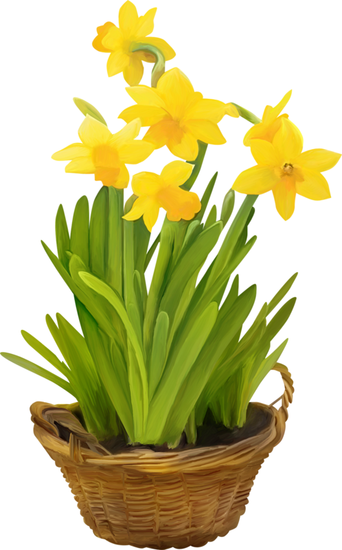 Narcissus (498x800)