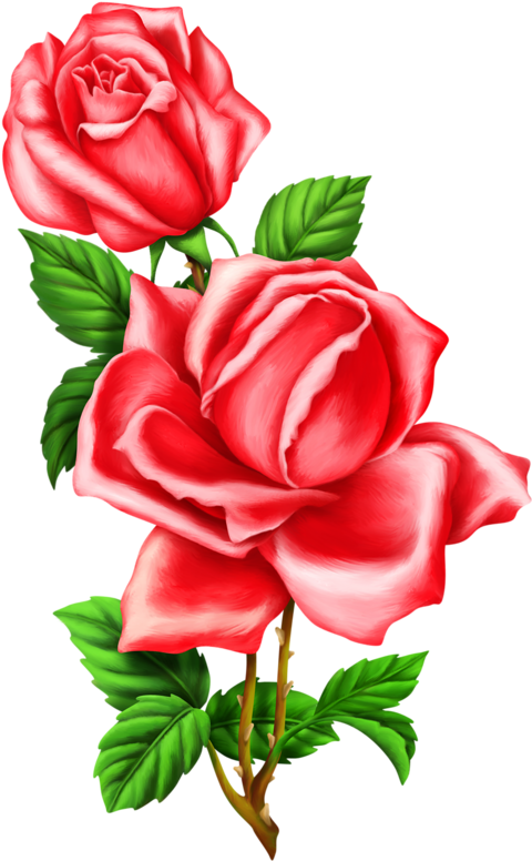 Клипарт Декоративные Элементы - Rose (496x800)