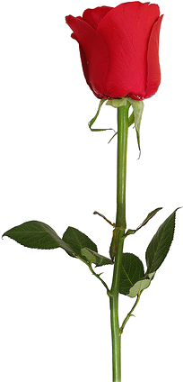 Css3 Borders Backgrounds And Boxes Dev 3iir07 Clipart - One Rose Transparent Background (297x500)