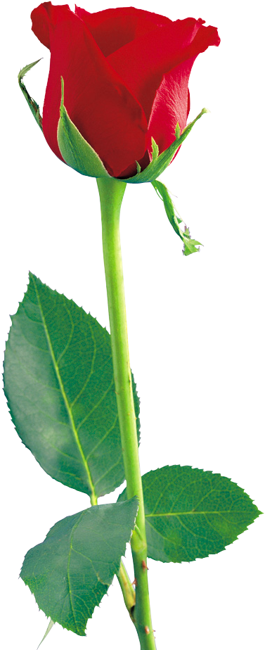 Rose Png (504x1018)