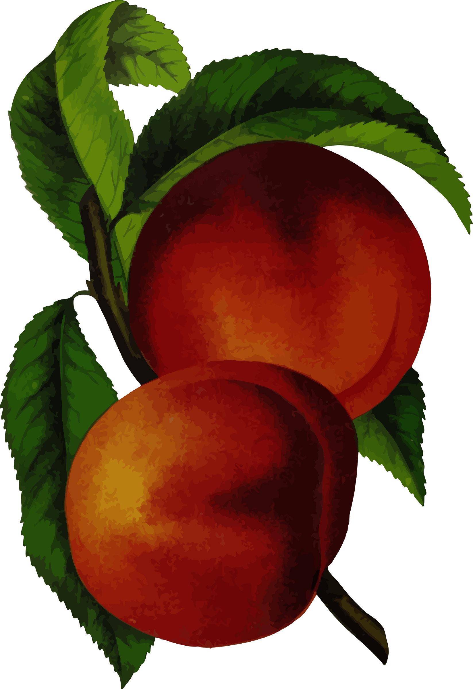 Peach - Canadian Horticulturalist 1888-96 Elberta Peach Poster (1647x2400)