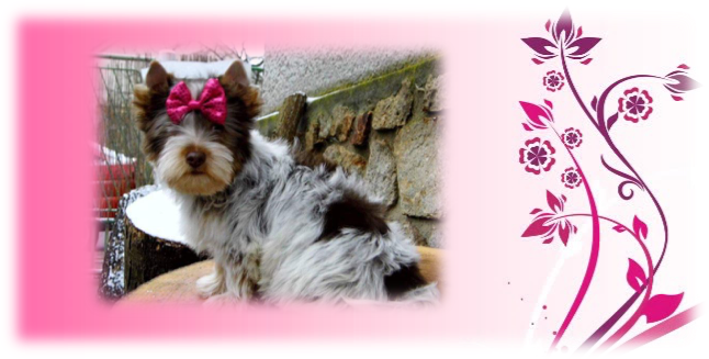 Pinky2 - Wedding Planner : Journal And Guide (646x327)