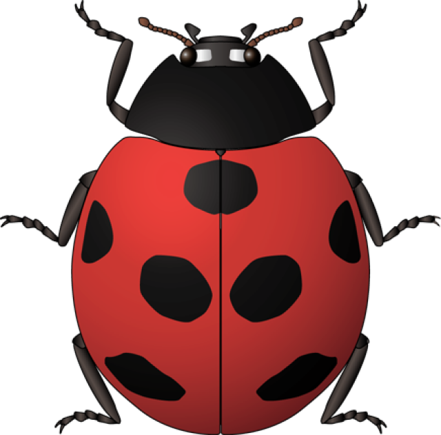 Ladybug Clipart Vintage - Insects Kids Spanish (640x631)